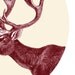 Caribou Print / Digital Print / Wall Poster Home Decor /  Reindeer Rangifer tarandus / 8 x 10
