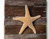 Beach Decor on Driftwood Panel for Coastal Decor. Sugar Starfish