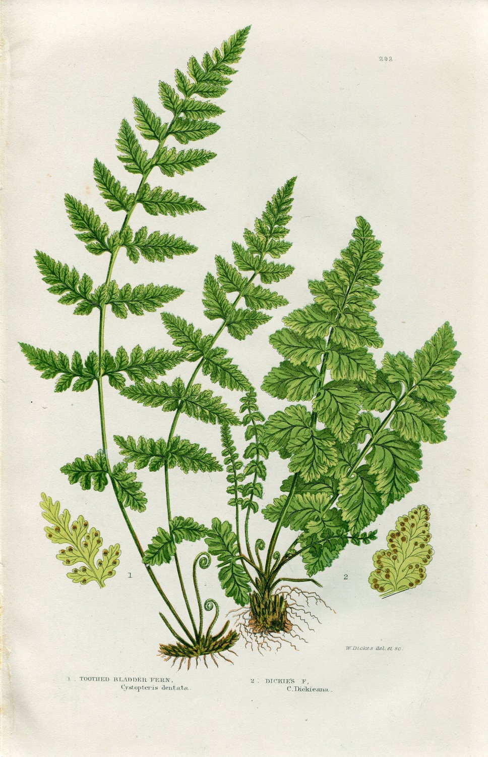 Antique Color Coloured Engraved Bookplate Book Plate Print Vintage Bookplate Ferns & Their Allies Pratt No. 292