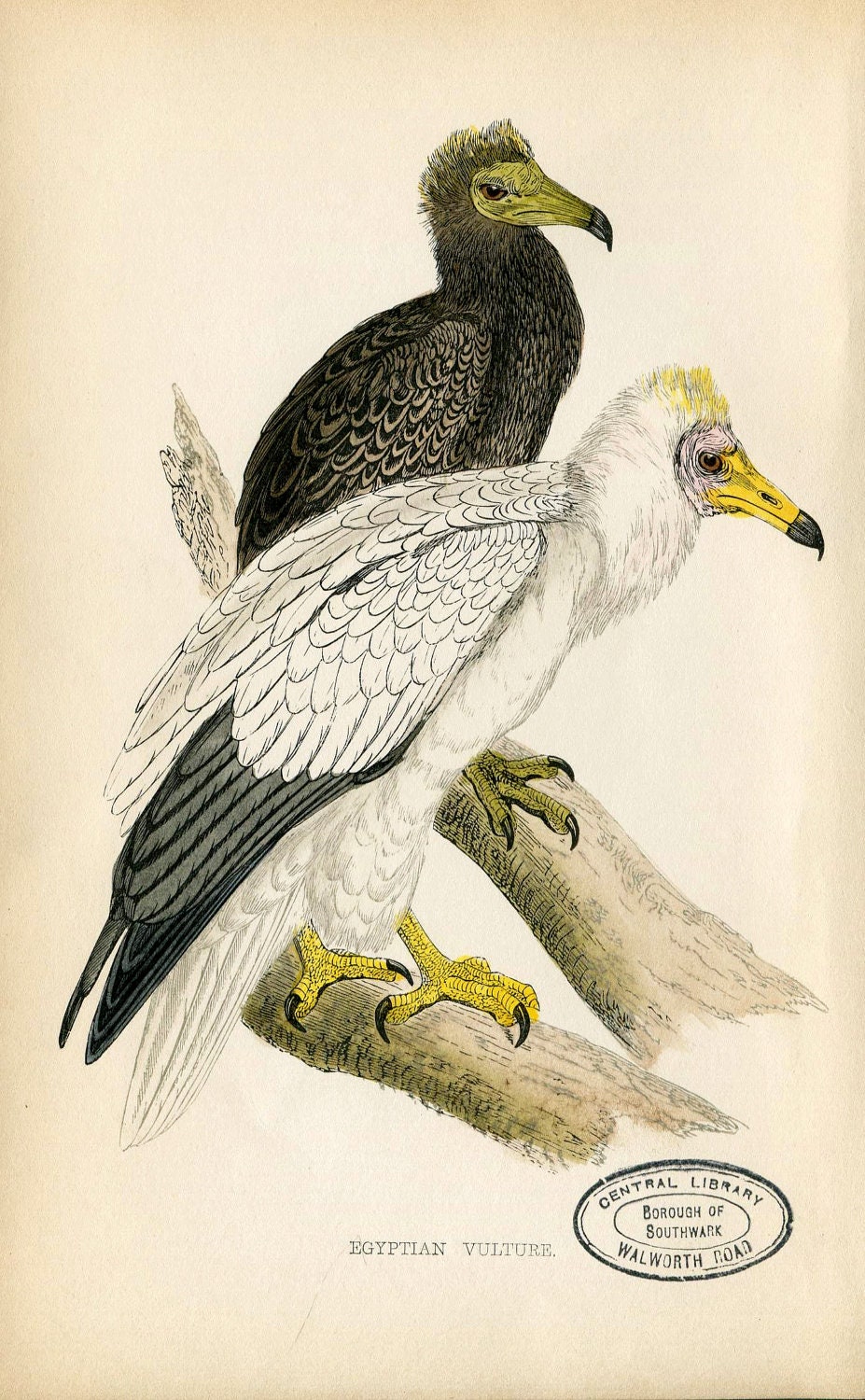 Old Circa 1865 ANTIQUE VINTAGE Book Rev. MORRIS History of British Birds Hand-colored Wood Block Plate Egyptian Vulture