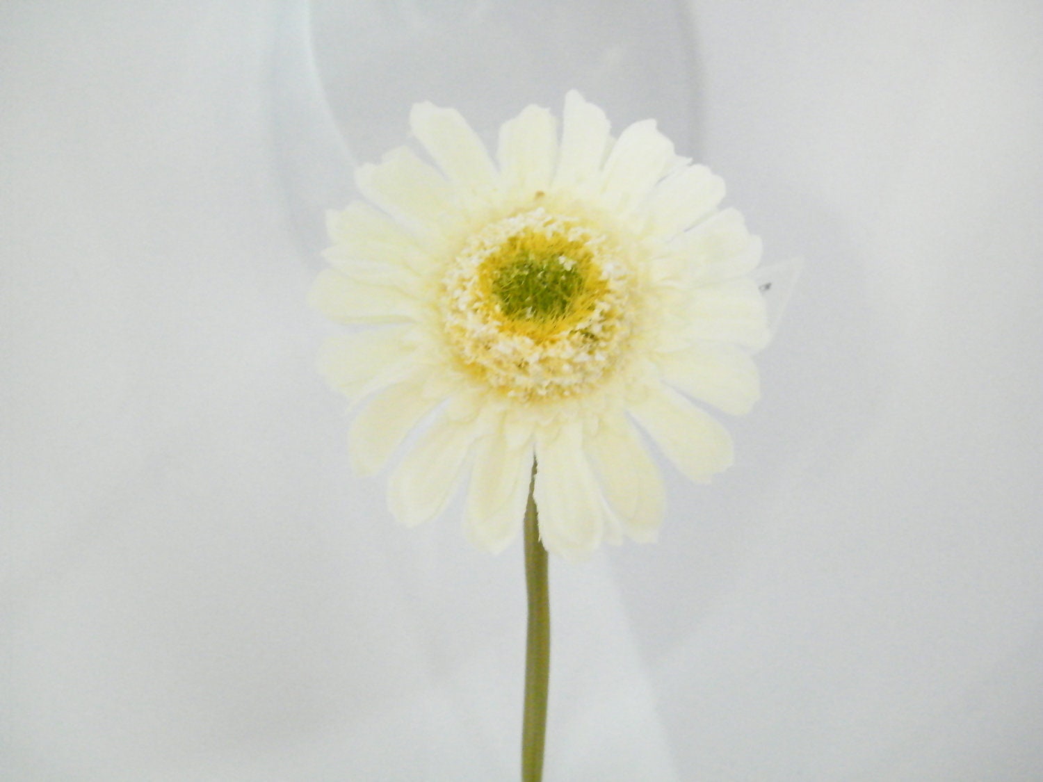 daisy stem