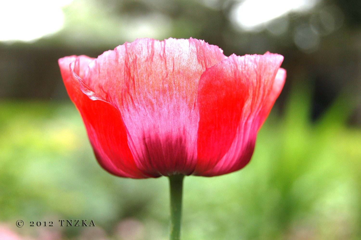 Poppy, Red, Nature Photography, Flower - TNZKA