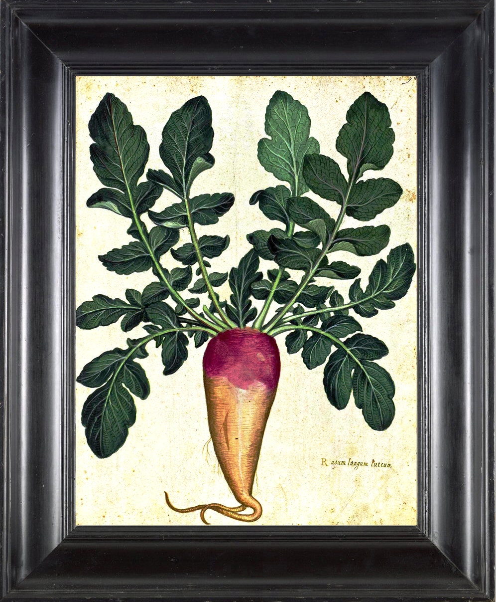 ITALIAN VEGETABLE Garden Aldrovandi 8X10 Art Print 31 Botanical Antique Beautiful Rooted Plant with Green Leaves Garden Nature