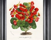 BOTANICAL PRINT HOUTTE 8x10 Art Print 28 Beautiful Orange Yellow Red Flower Garden Spring Summer Illustration Home Wall Decor
