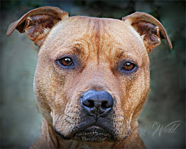 Dog, canine, portrait, photography, digital download