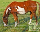 Horse in Meadow