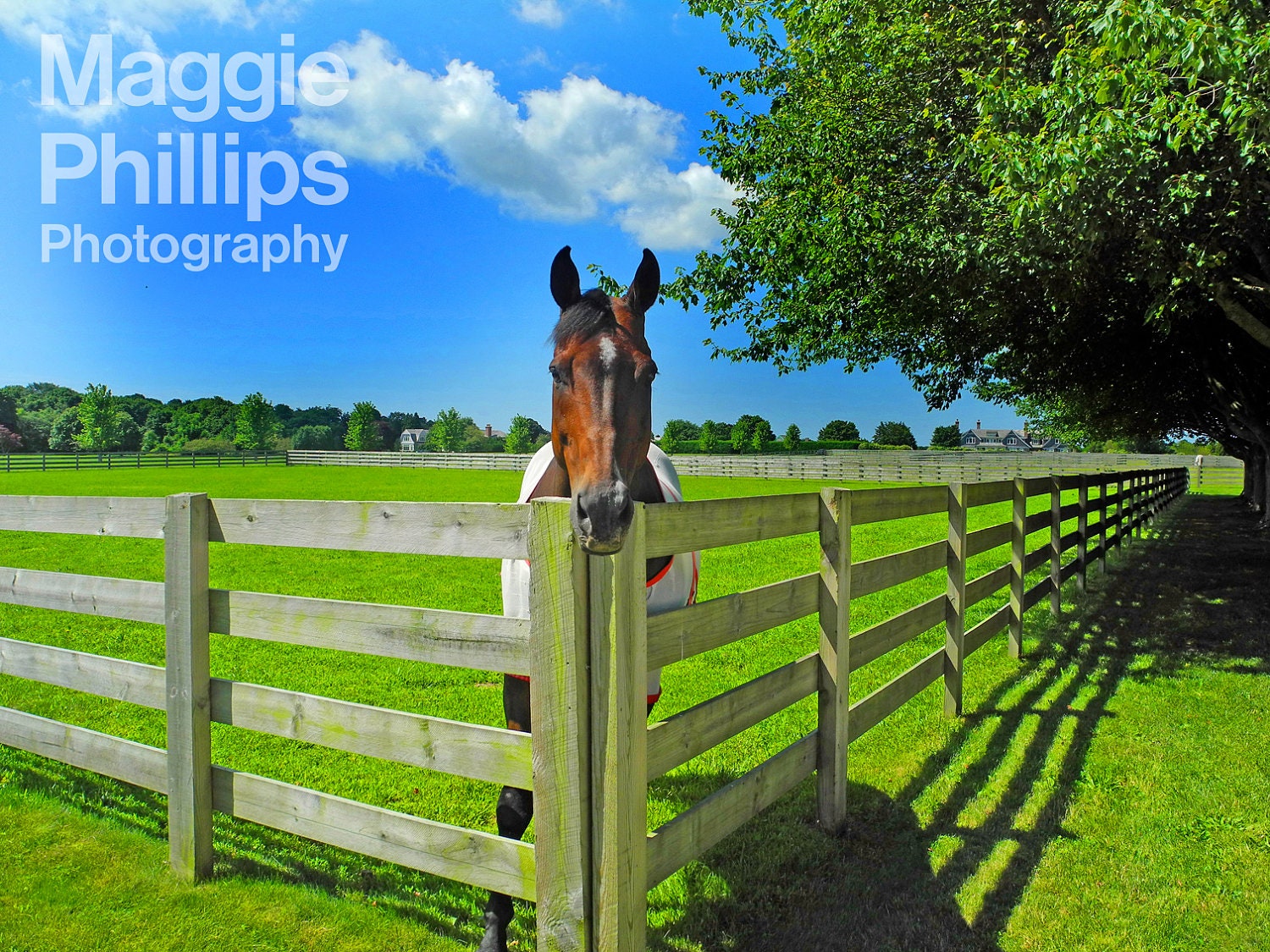 Country horse