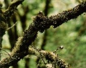Dark Green Woodlands Forest Tree Branches Crossing 35mm Nature Photography Print