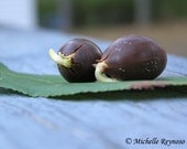 Two Acorns - 16 X 20 Fine Art Photograph - Nature
