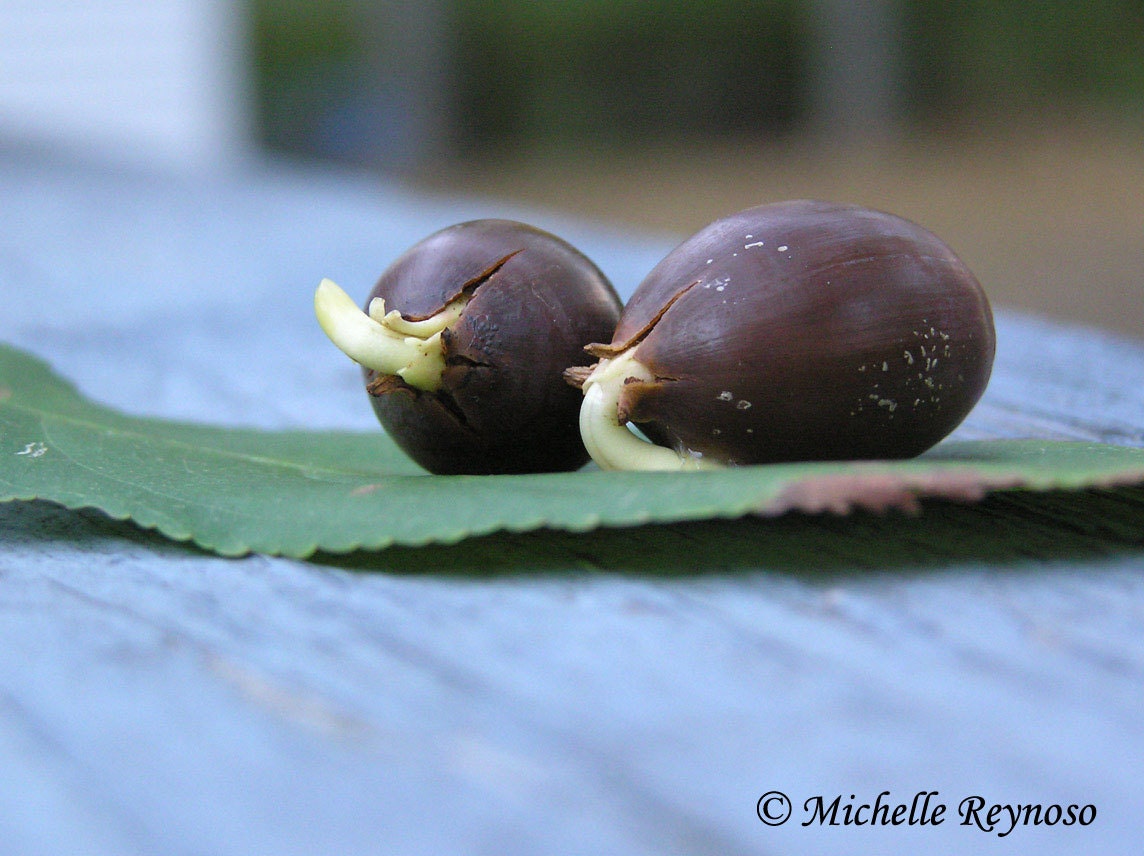 Two Acorns