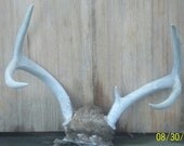 Vintage deer antlers,5 point buck, rustic decor, Nc whitetail deer,sun whitened horns