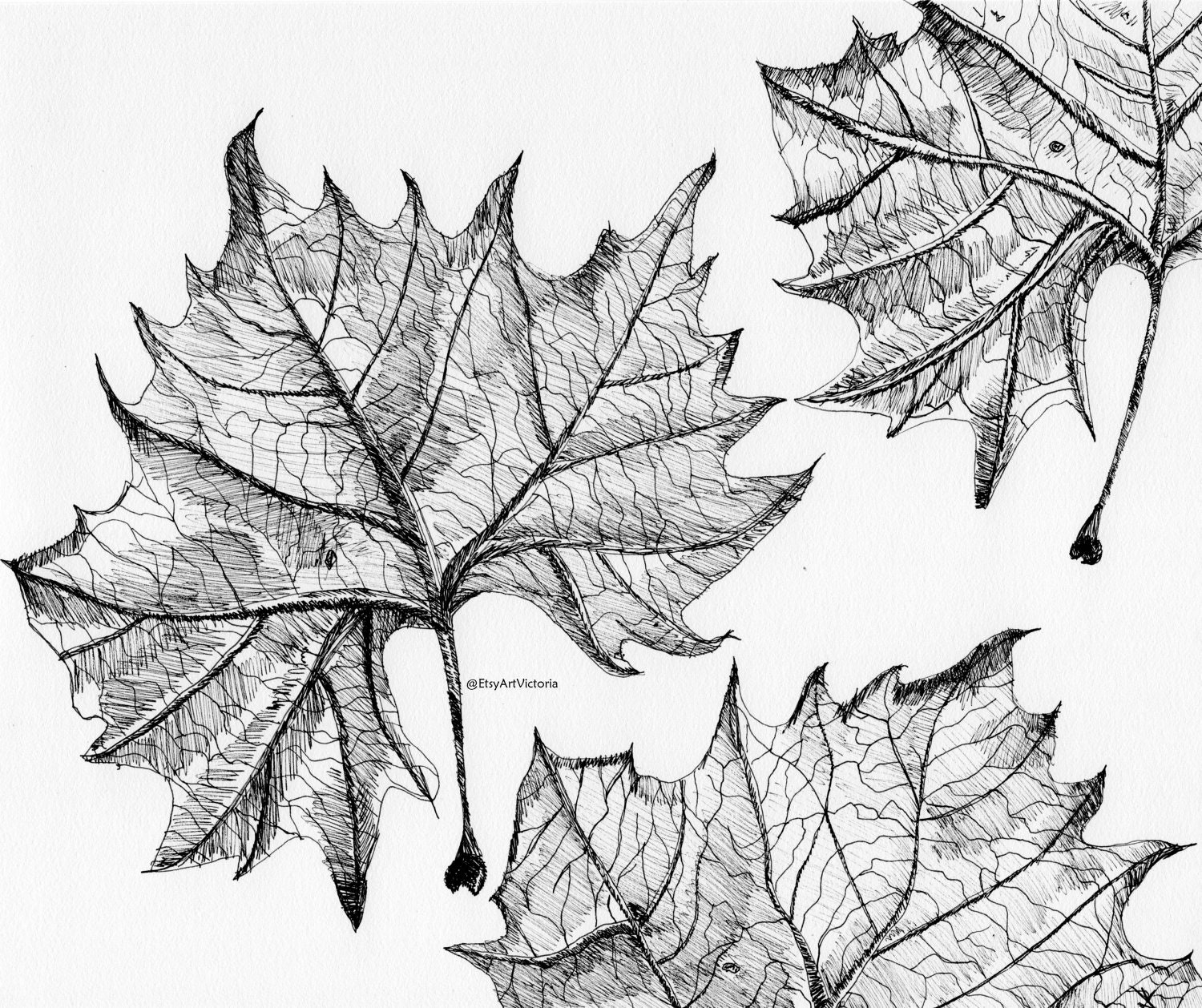 Fall Leaf Drawings