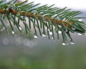 Water drops hang from these pine needles, Water drops, tree, Fine Art, Landscape, Nature Photography, 8x10 Photograph - ECStephensPhotos