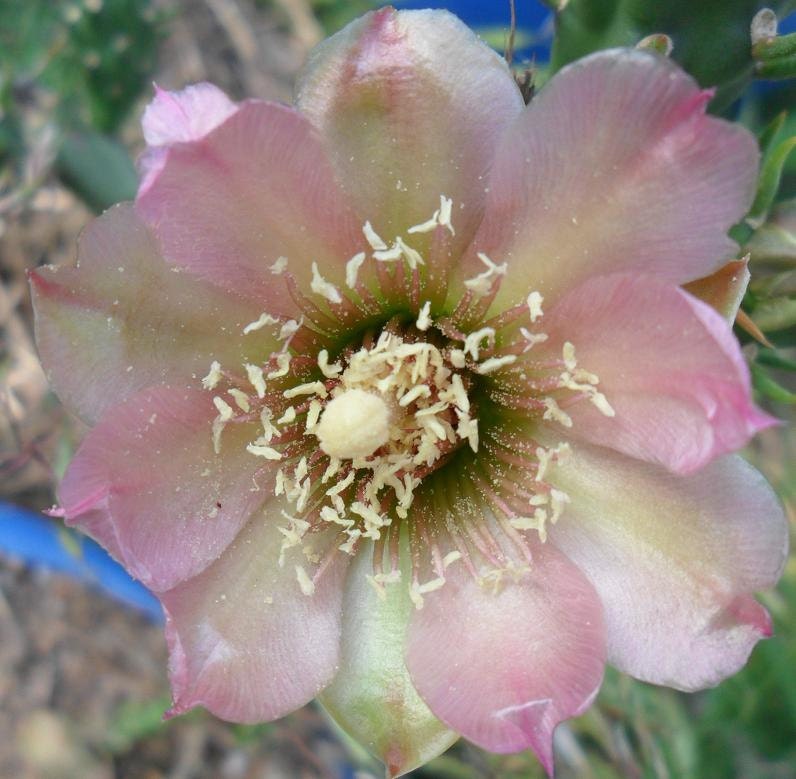 NEW Hardy Shrub Cactus, Beautiful Pinkish Bi Colored Flowers, Ivory Pollen