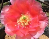 Winter Hardy Prickly Pear Cactus Large PINK BLOSSOMS