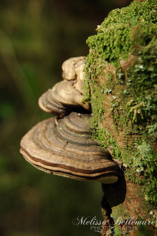 Photographic Print "Bracket Fungi"
