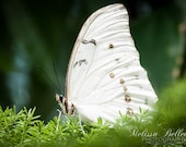 Photographic Print "White Morpho Butterfly"