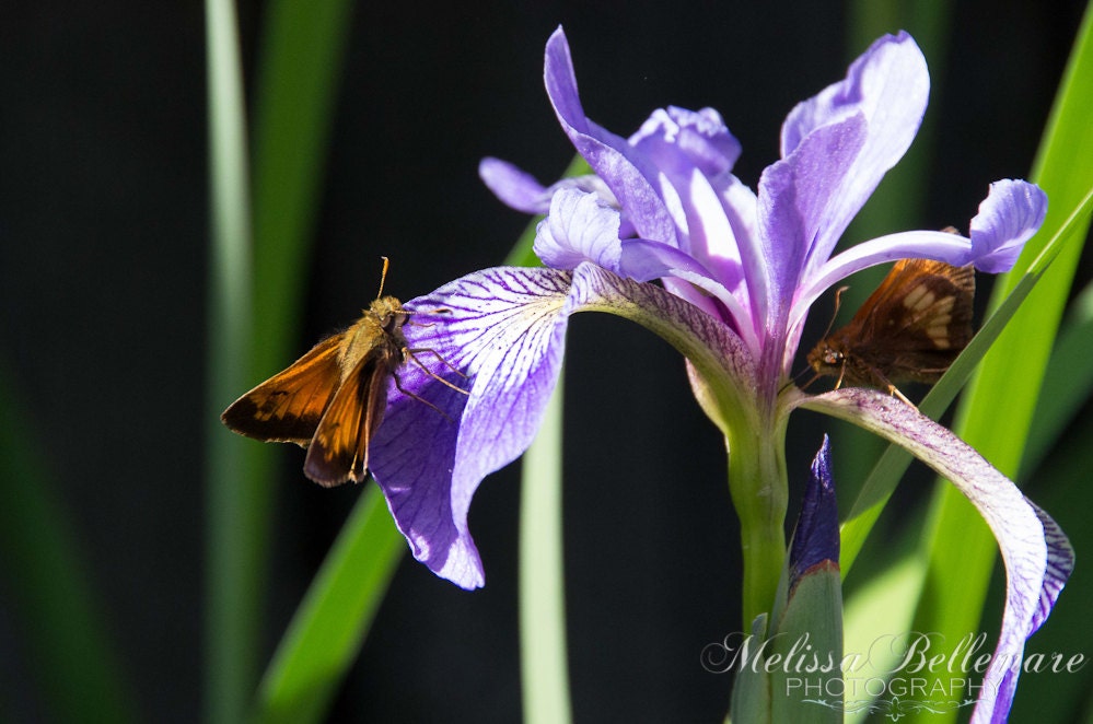 Photographic Print "Hobomok Skipper"