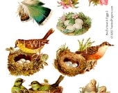 Twisted Papers Vintage Digital Victorian Nature Illustrations, Bird's Nest and Eggs Collage Sheet 002