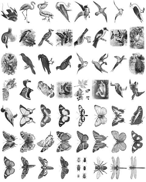 Twisted Papers Vintage Digital Victorian Nature Illustrations, Birds, Butterflies, Bugs, Miniatures 005