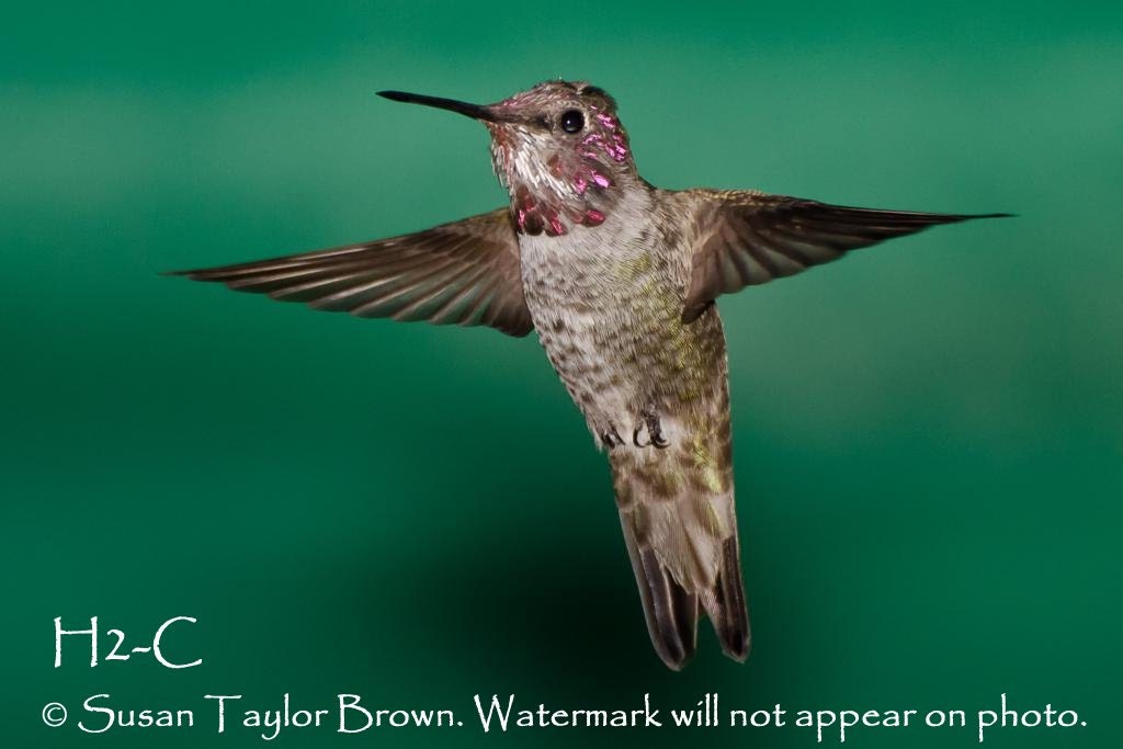 Hummingbird photo note card, bird photo notecard, wildlife art print, garden wildlife