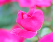 Pink Rose 8x10 photo print - nature photography garden macro close-up spring art home decor