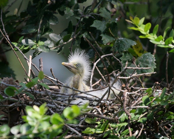 Snowy Egret chicks 8x10 photo print - photography nature nest woods heron baby bird Florida decor sale Christmas gift