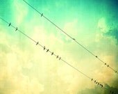 Birds on a wire, turquoise photography, home decor, autumn color, color photo, bird photograph, green, surreal, dreamy - 8x10
