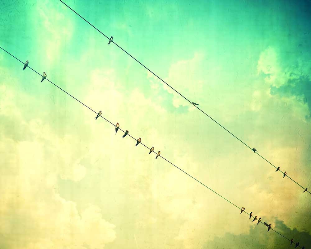 Bird photography home decor spring color nature photography, turquoise, green, surreal, dreamy - 11x14 photograph