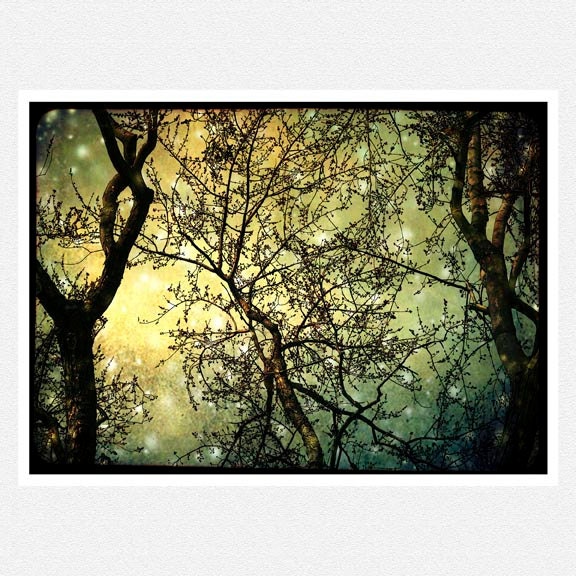 Nature Photography, woodlands, pale green, stars, Land of Dragon's Lair, fantasy fine art photography print 8x12