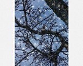 Winter Photography, blue, snow, white, tree branches, Catching Snowflakes, fine art photography print 8x12