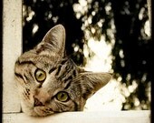 Chat en Coin - 8x8 Fine Art Print - Cat Photography - Etsy Wall Art - TFTeam - Animals