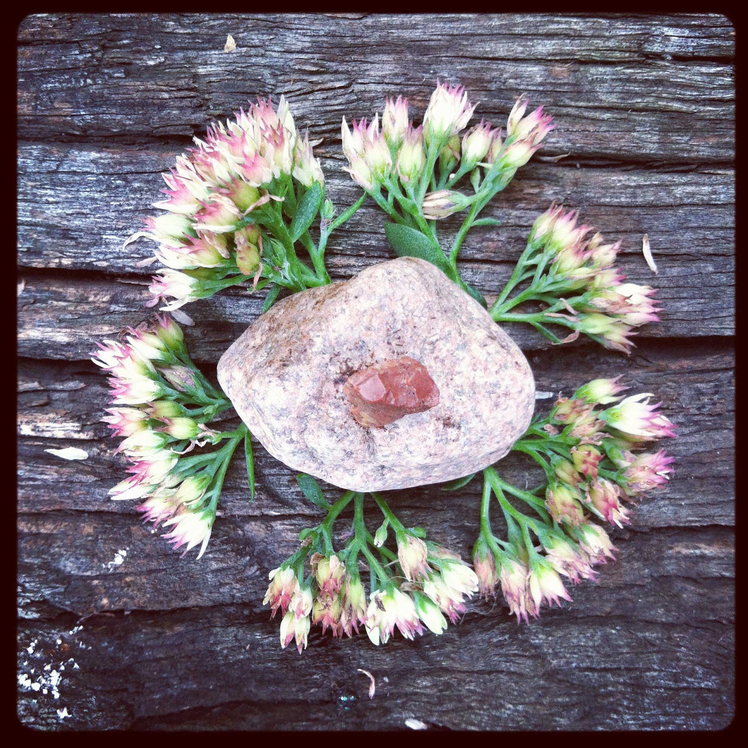 Flower, 4x4" Photo Square