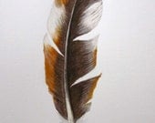 Toffee brown and white feather -- original watercolour and coloured pencil painting