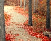 Fall photography, 8x12 autumn print, woodland forest nature wall decor, orange wall decor, crisp red leaves along the trail