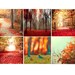 Nature photography gift set in red orange 6 5x5 photos - cool gift to fit Ikea Ribba Frames - trees, birds, men