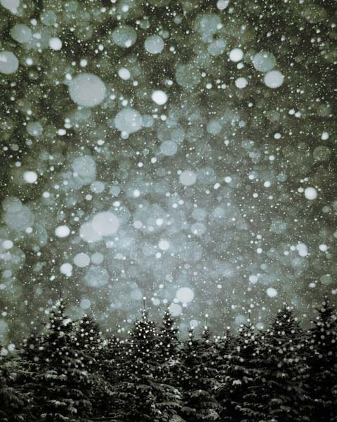 Nautre Photography, Winter Landscape, Neutral, Wall decor, Olive Green White Sepia, 8x10 print