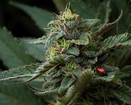 Cannabis Macro, Lucky Ladybug, Medical Marijuana Greenhouse, Weed Peace and Greens, Sativa Blue Diesel Harvest