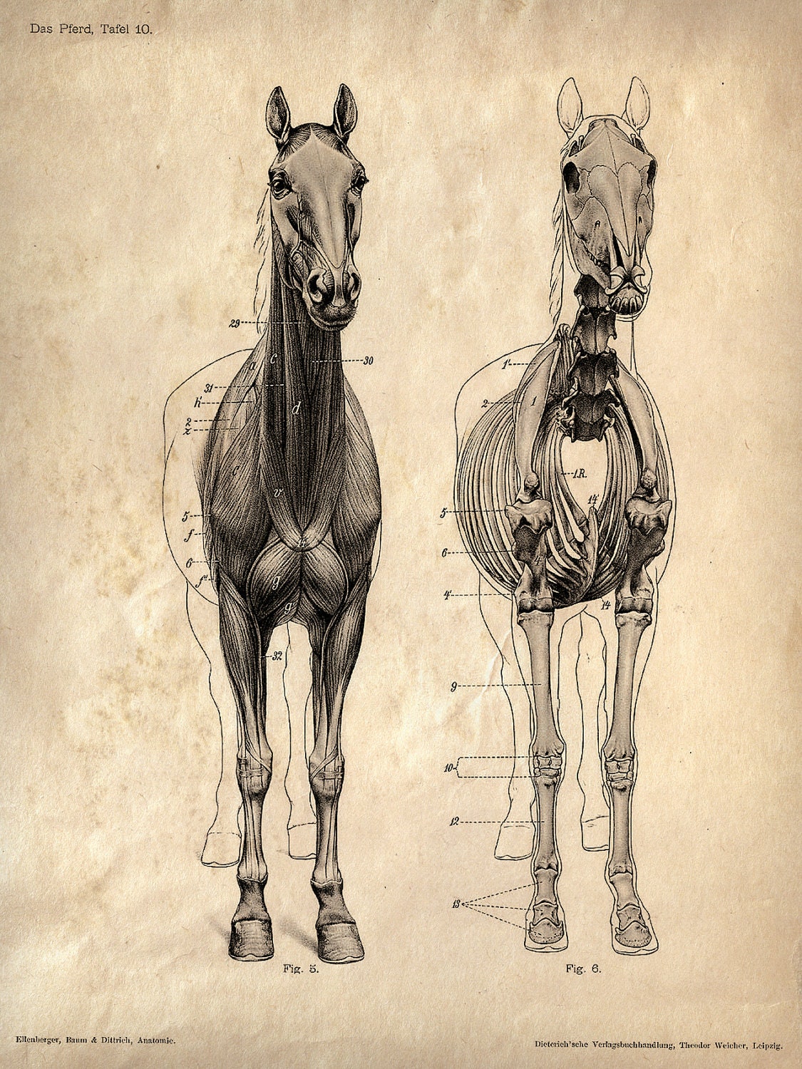 11x14 Vintage Science Animal Study Poster. Horse Anatomy. CP-AN007
