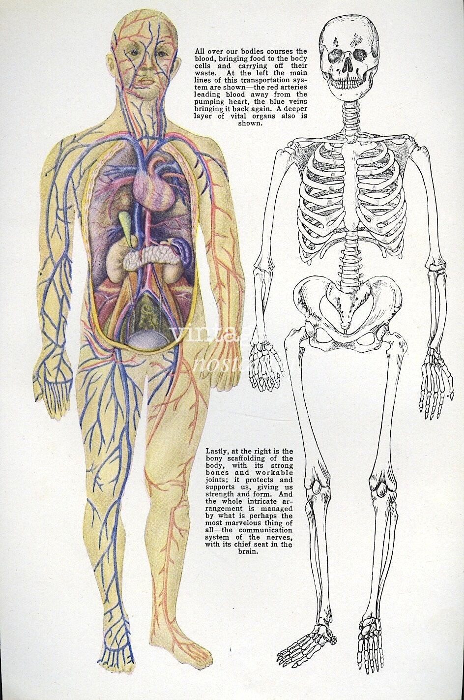 Medical Body