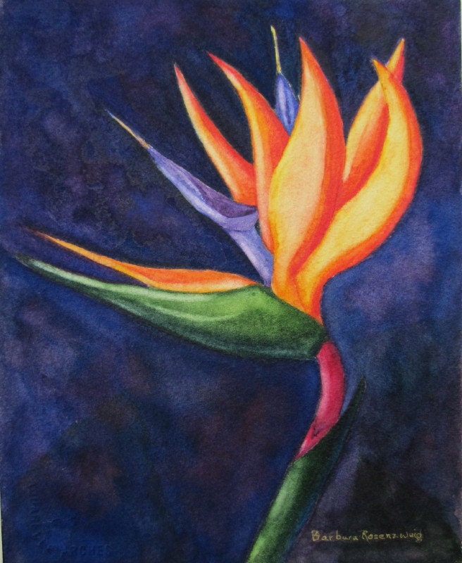 Sale Original Bird of Paradise Flower Watercolor Painting, Tropical Floral Art, Barbara Rosenzweig, Etsy, Flames Exotic 8x10