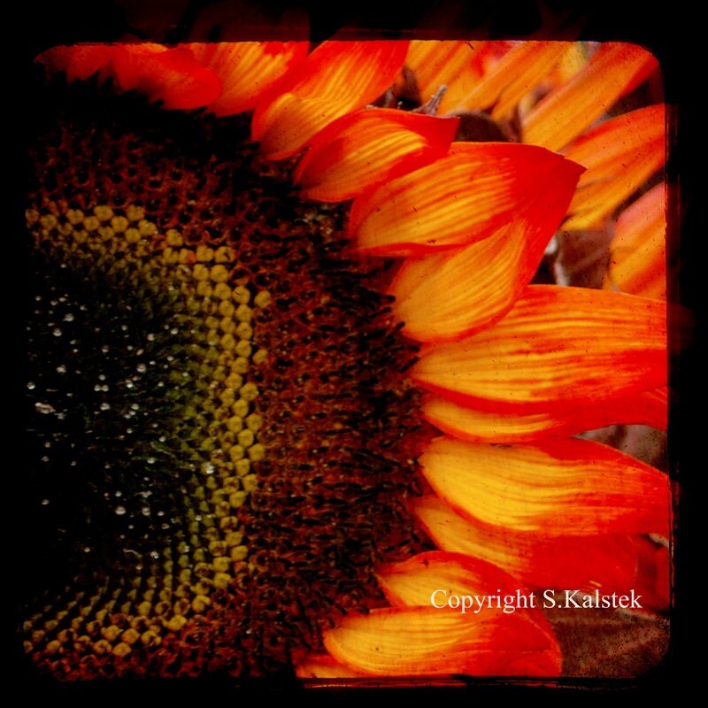Red Orange Sunflower