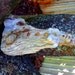 Mountain Spirit Woman Risng From Driftwood With Chakras and Chiton Shell