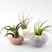 Three Air Plants in Sea Urchin Shells:  Pink and Purple Nautical Tillandsia Set