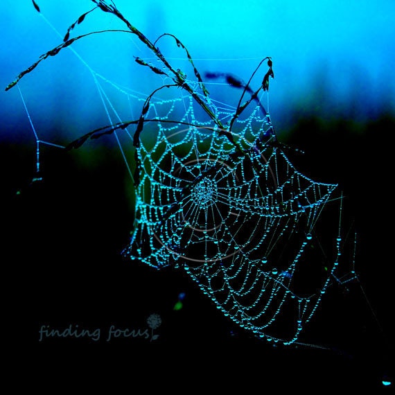 Spiderweb Photography, Vivid Turquoise Cobalt Blue & Black Raindrops Dew Drops Spider Web, Sapphire Aqua Dreamy Whimsical 8x8 Art Photograph