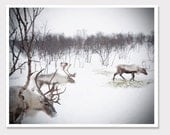 Christmas Reindeer Photo-Winter in Norway Snow-Animals Roaming-Wall Art-Fine art Photography-8x10