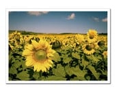 Sunflower Photography, Sunflower Field Farm Crops, green yellow blue Wall Art Print Canvas 5x7 harvest, Sun