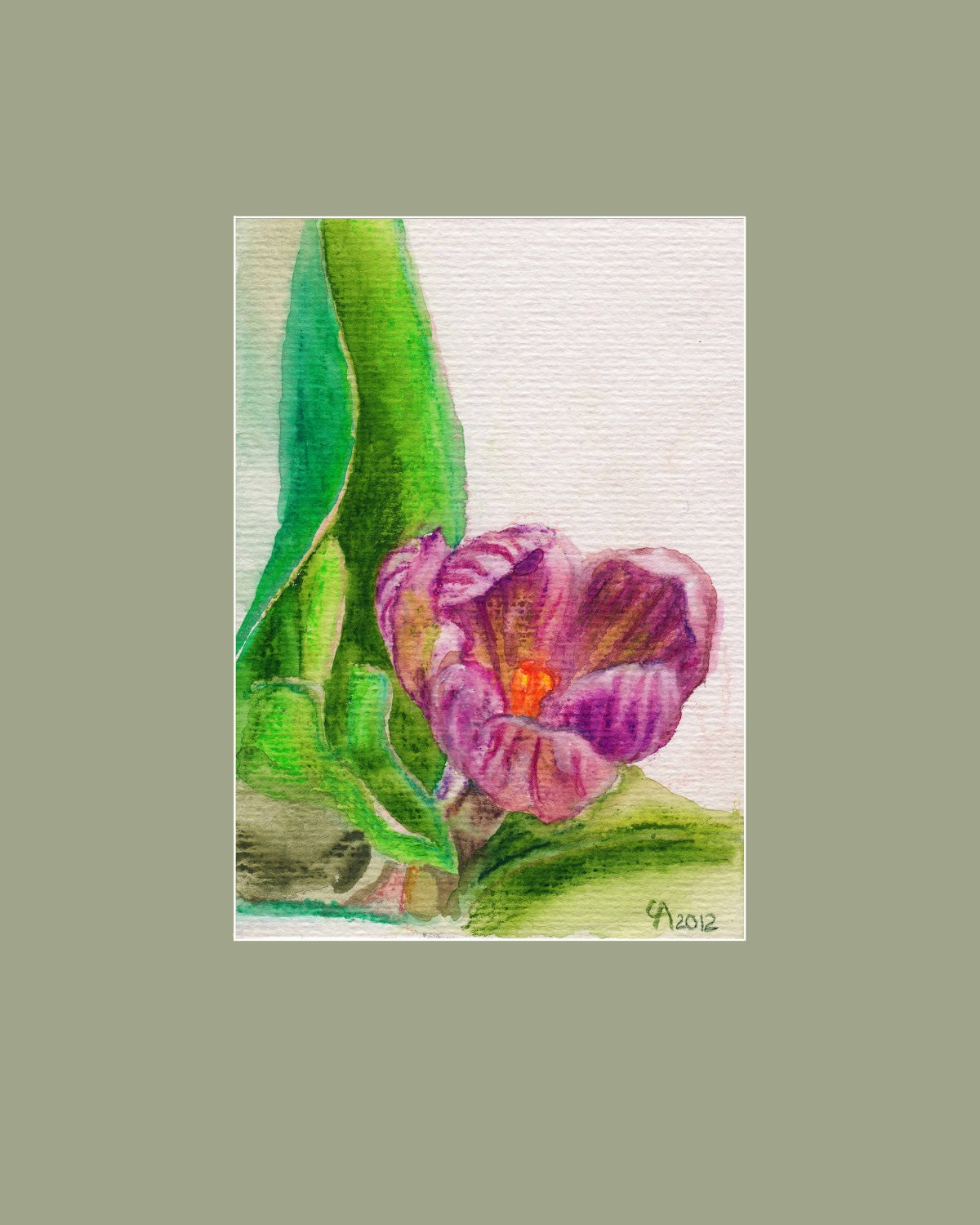 Crocus - watercolor pencil drawing - archival print