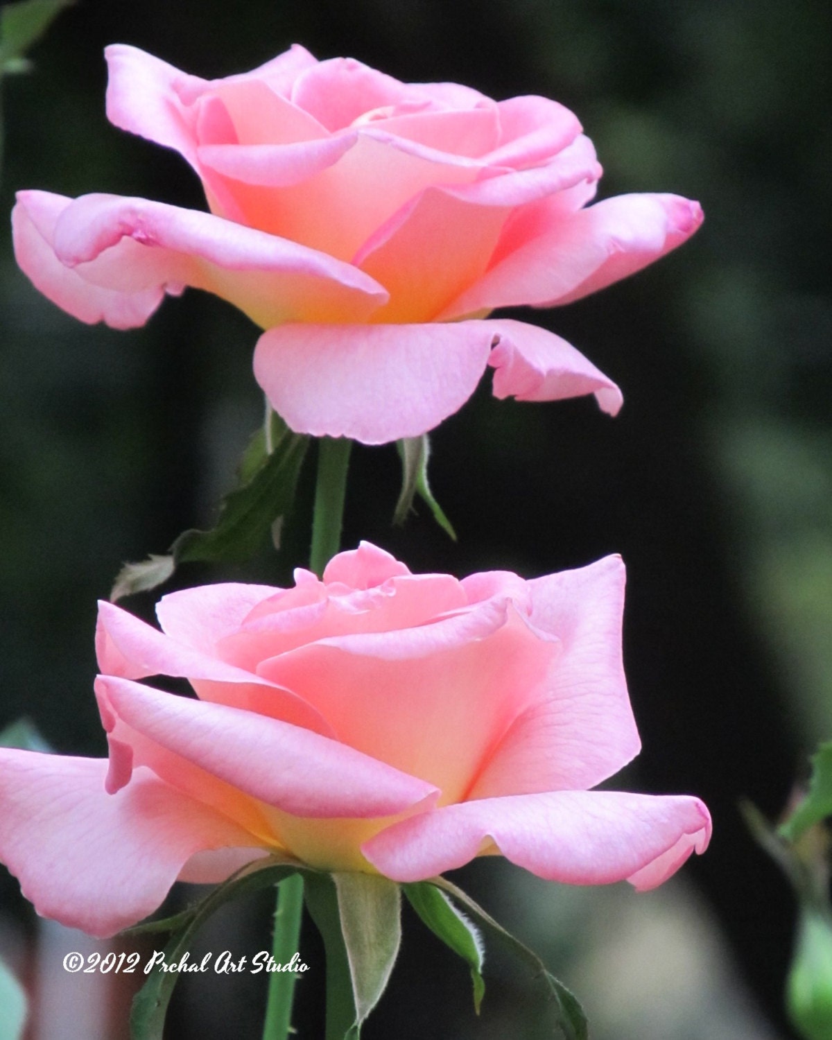 Pink Rose Photography, Nature Photograph, Flower Photography, 8x10 Print by Nacene Prchal