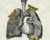 A Flutter - FREE SHIPPING 12x18 Heart Lungs Black White Green Butterflies Moths Orange Yellow Medical Diagram Bugs